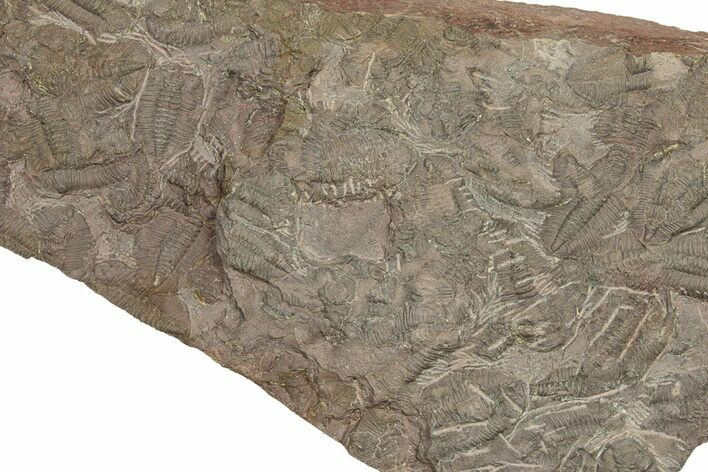 Ordovician Trilobite Mortality Plate - Tafraoute, Morocco #267480